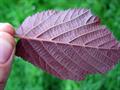 purple -leaved filbert,hazel kentish cob